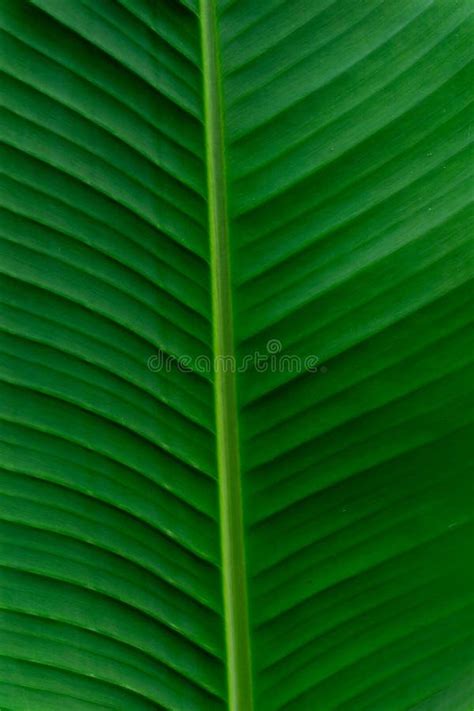 Folhas De Bananas Organizadas Naturalmente Textura De Fundo Verde Da