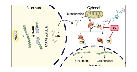 Allosteric Inhibitors Of Macrophage Migration Inhibitory Factor Mif