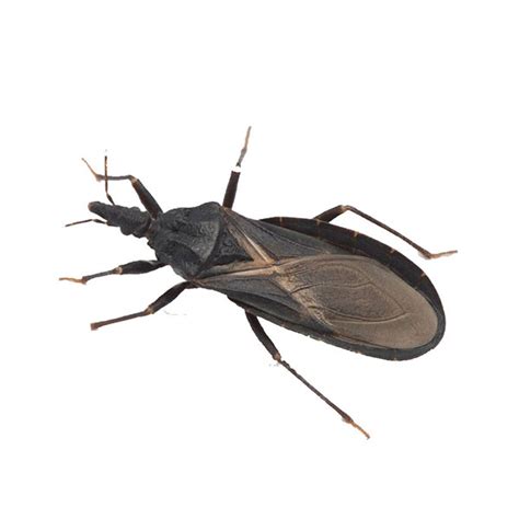 Kissing Bug Identification Habitat Behavior Aberdeen Exterminating