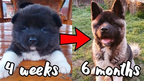 American Akita Puppy Growth From 4 Weeks To 6 Months Old Compilation