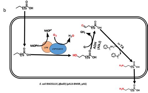 Schematic Diagram Showing The Biosynthesis Of Amino Dodecanoic Acid