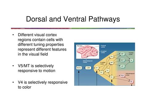 Ppt Neural Correlates Of Visual Awareness Powerpoint Presentation