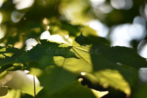 Green Leaves of a Maple Tree Stock Photo - Image of maple, macro: 269588836