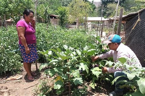 Huertos Familiares Promueven El Desarrollo En Pet N Ministerio De