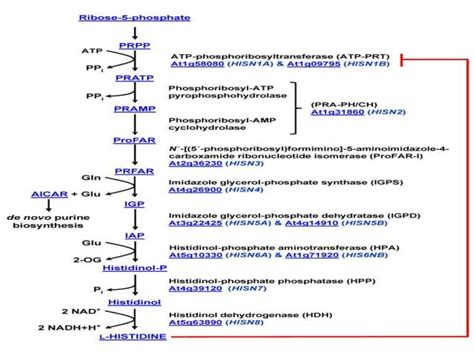 Histidine Ppt