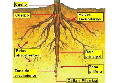 Partes De La Planta