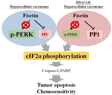 Schematic representation of fisetin-induced chemosensitivity via ... 