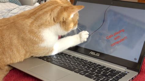 Cats Playing With Computer Funny Youtube