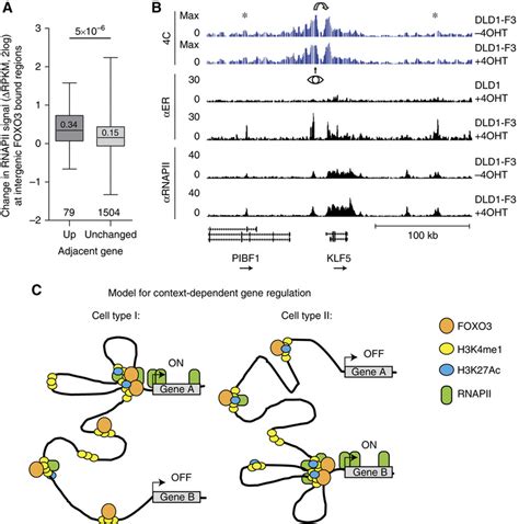 Communication Between Distal Intergenic Rnapii And Foxo Bound Regions