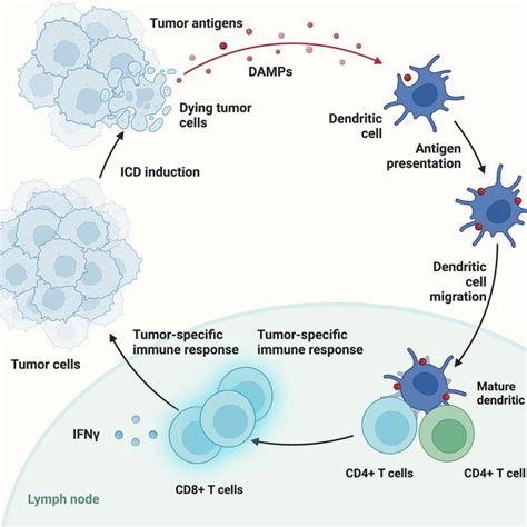 Damageassociated Molecular Patterns DAMPs Released From Dying Cells