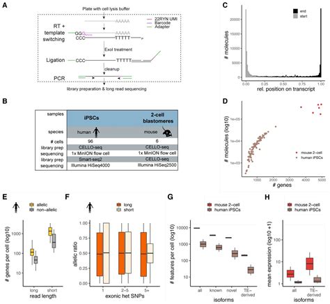 Oligonucleotide Dt Primer Thermo Fisher Bioz