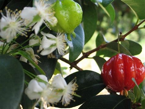 Planta De Pitanga Roja Angapir La Huertina Garden