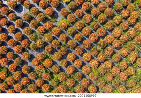 Flowers Production Cultivation Concept Aerial View Stock Photo ...