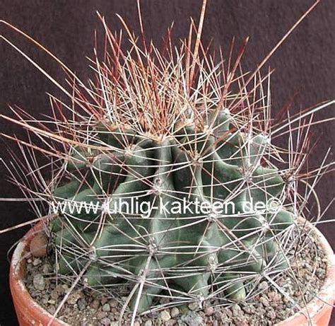 Ferocactus Hamatacanthus Ssp Sinuatus Jaumave Tamaulipas Mexiko