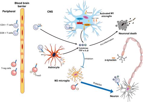 Frontiers Alpha Synuclein Induced Immune Cells Activation And