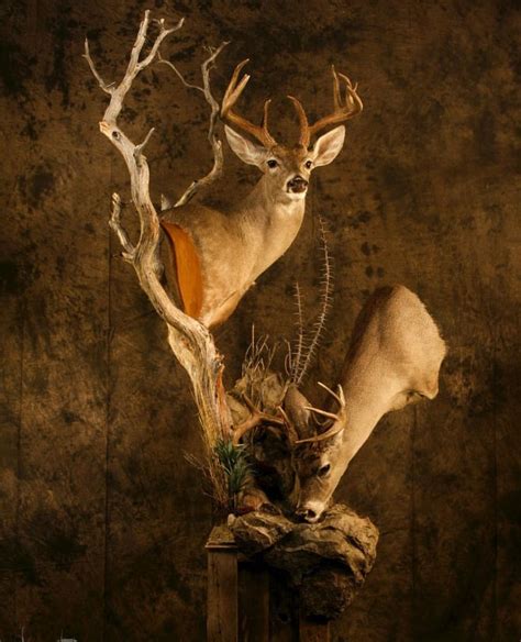 316 Best Images About Whitetail Mounts On Pinterest Horns Deer