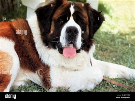 Beethoven dog beethoven 1992 hi-res stock photography and images - Alamy