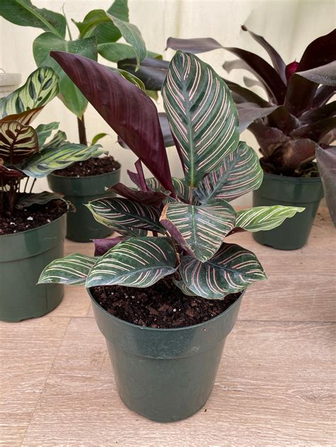 Calathea Pink Stripes Ornata Prayer Plants | Eureka Farms