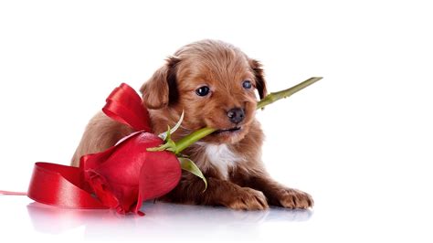 Cute Dog Valentines Wallpapers - Wallpaper Cave