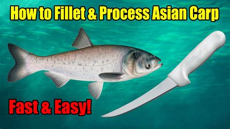 How To Fillet And Process Silver And Bighead Asian Carp Fast And Easy Youtube