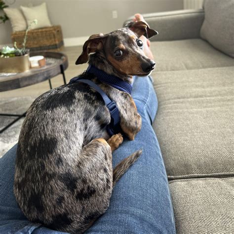 Adoptable Doxie Toby 2 - Adopted - Low Rider Dachshund Rescue FL