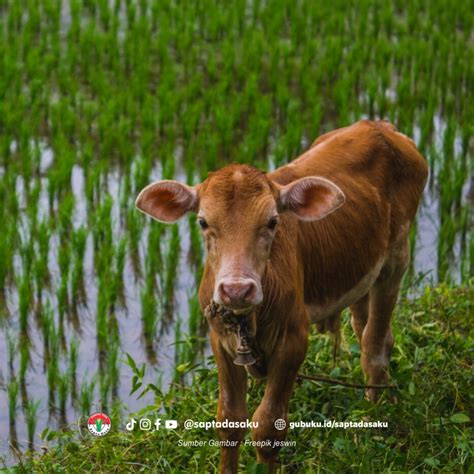 8 Jenis Sapi Favorit Peternak Lokal Indonesia Gubuku Tumbuh Bersama