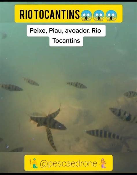 Piau peixe origem características reprodução alimentação habitat e