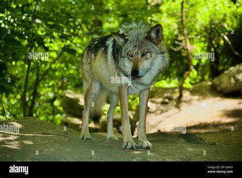 Mexican Grey Wolf Stock Photo - Alamy