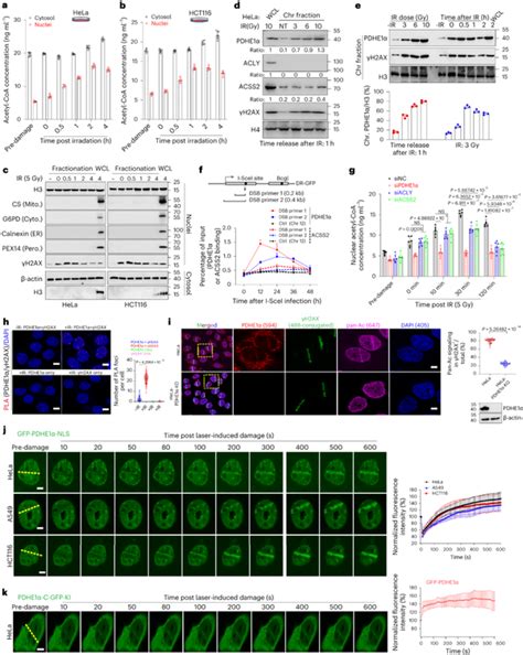 Nat Struct Mol Biol 深大朱卫国团队乙酰化组学揭示dna损伤修复重要机制 知乎