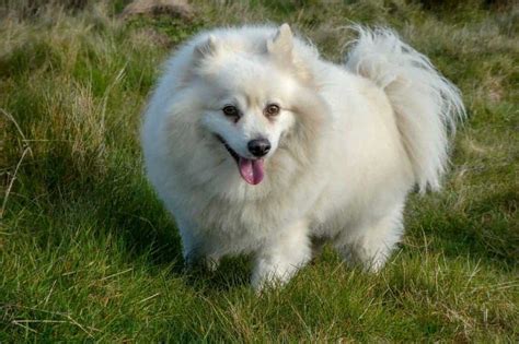 13 Things You Don't Know About American Eskimo Dogs - Our Dog Breeds