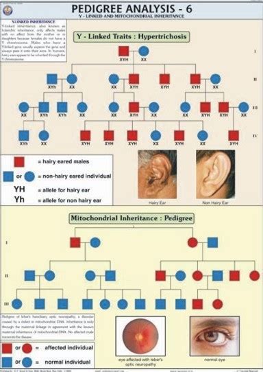 Pedigree Analysis Chart Definition Symbols Types Examples Biology