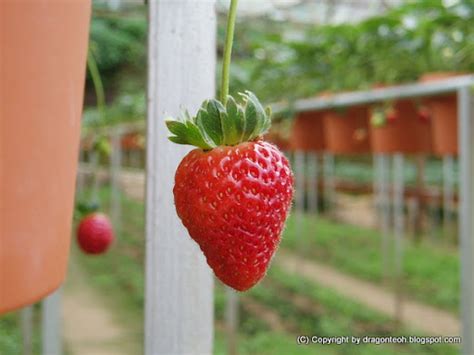 Hungry Hungry: Cameron Highland - Strawberry Farm