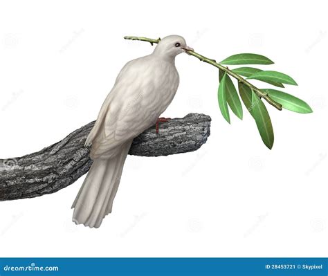 Dove And Olive Branch stock illustration. Illustration of peace - 28453721