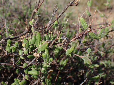 Drosanthemum subspinosum from Claremont Farm Dr Beyers Naudé