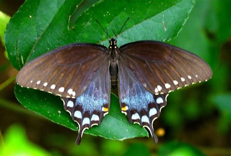 Swallowtail Host Plants What To Feed 6 Popular Swallowtail Butterflies Catching Spring