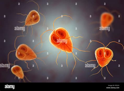 Giardia Lamblia Giardia Intestinalis Parassita Illustrazione Del Computer Giardia Lamblia è