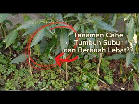 Bagaimana Caranya Agar Tanaman Cabe Tumbuh Subur Dan Lebat Youtube