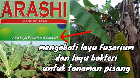 Mengatasi Layu Fusarium Dan Layu Bakteri Pada Tanaman Pisang Youtube