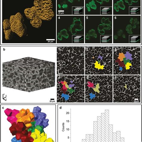 3D Visualization Of Walnut Cells By CLSM And NanoCT A Six Exemplary