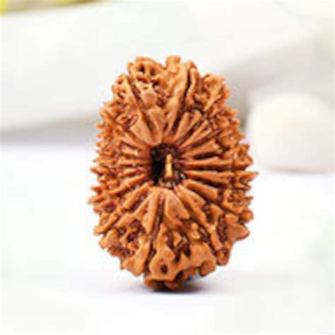 17 Mukhi Rudraksha Seventeen Face Rudraksh Hindu Sacred Bead Etsy