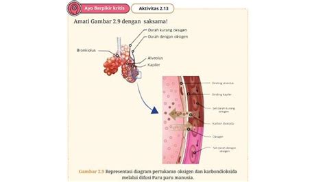 Kunci Jawaban Biologi Kelas Halaman Kurikulum Merdeka Aktivitas