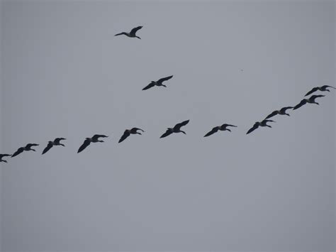 A flock of geese flying south for winter. Taken with a Nikon Coolpix ...