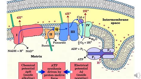 Cadena Respiratoria Y Fosforilaci N Oxidativa Youtube