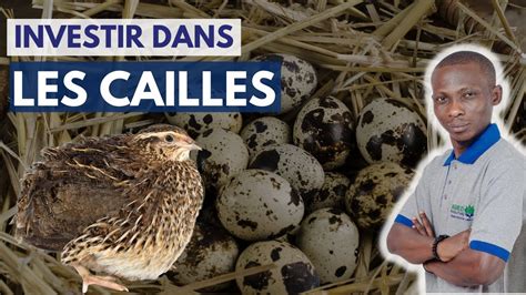 CAILLES Les 05 Raisons Pour Lesquelles Vous Devez Investir Dans L