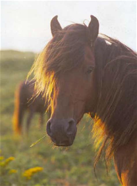 Sable Island Wild Horses: A Canadian Heritage- Part 1…