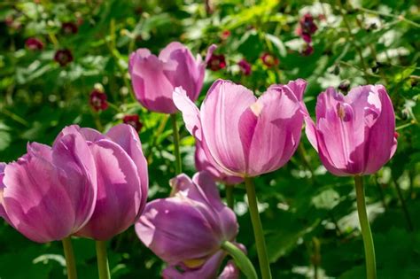 Purple tulip close up Stock Photo by ©portosabbia 1902188