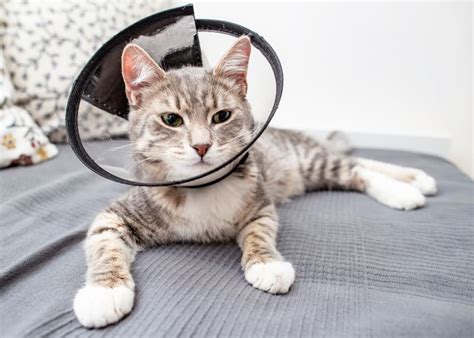 How Do I Prepare My Cat For Neutering at Glynda Zambrano blog