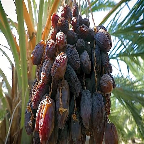 Ixora Dates Palm Ajwa Khurma Khajoor Variety Arabian Dwarf Fruit Live