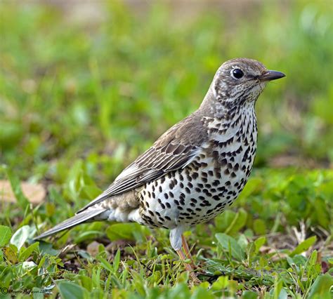 Turdus Viscivorus Mistle Thrush Tordoveia