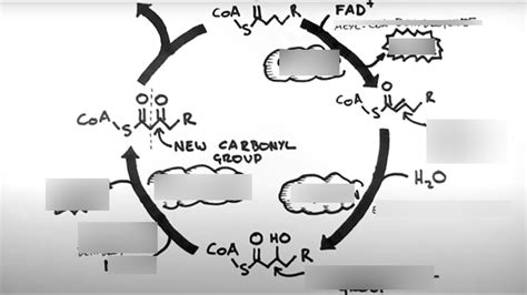 Beta oxidation- part 3 Diagram | Quizlet